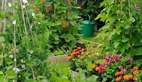 Pin by Debra Blackwell on garden & backyard Vegetable