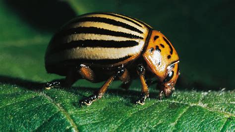 Potato Bug Beetle