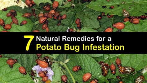 Potato Bug Deterrent