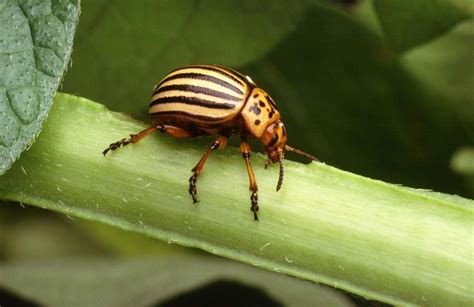 Potato Bug Pictures Color