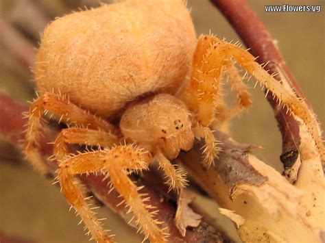 potato bug spider