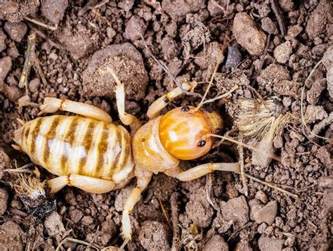 Potato Bugs In Bedroom