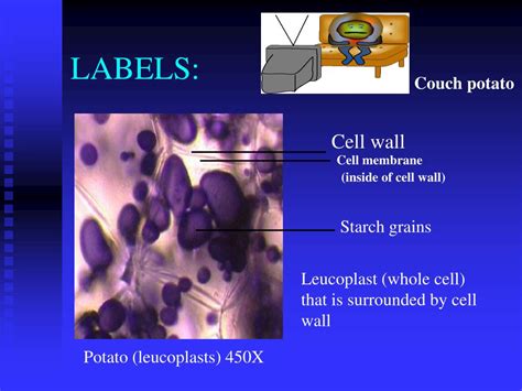 potato cell labeled