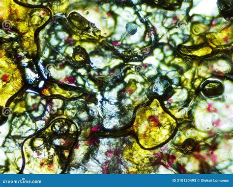 Potato Chip Under A Microscope