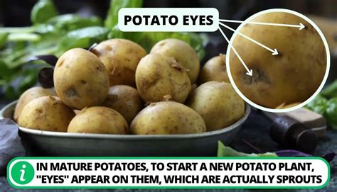 Potato Eyes Function