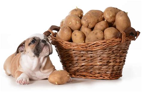 Potatoes Dog Feed