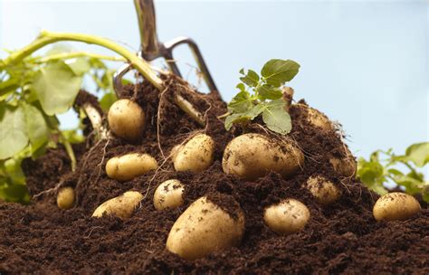 Potatoes Grow On