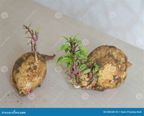 Potatoes Growing Shoots