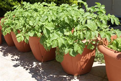 Potatoes In Pots Growing