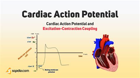 Potential Coupling Effect