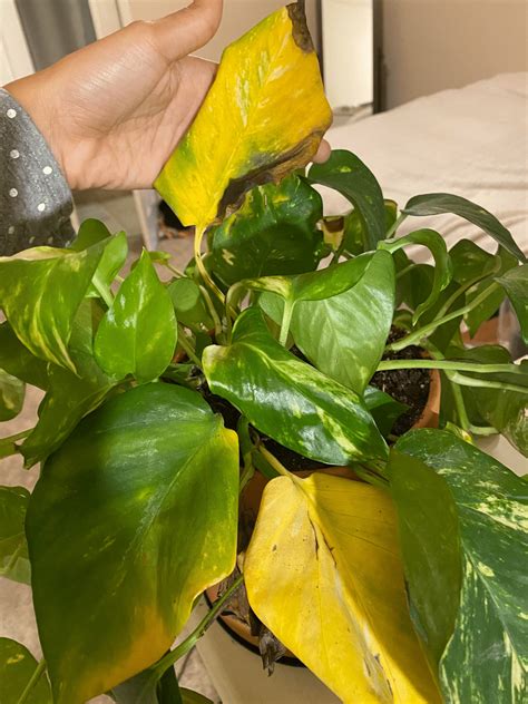Why Pothos Plants Turn Yellow? Plants, Pothos plant, Yellow leaves