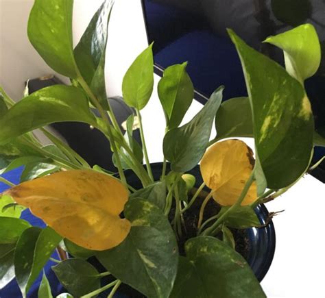 Pothos losing variegation in high light. Is that indicative of