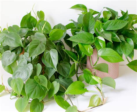 pothos or philodendron plant
