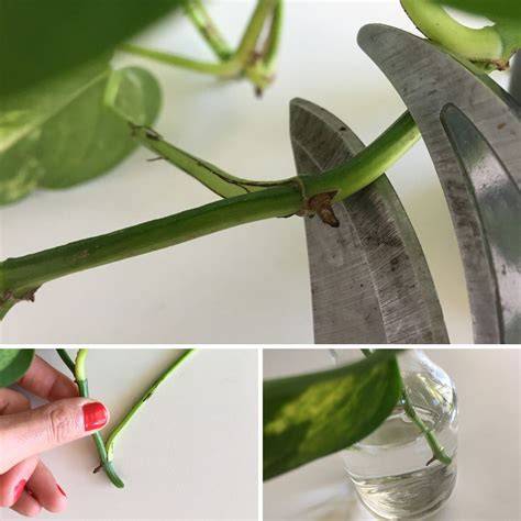 pothos plant easy