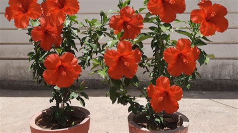 Pots For Hibiscus Tree