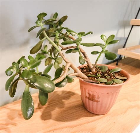 Pots For Jade Plants