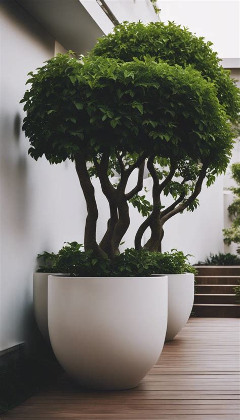 Pots For Outdoor Trees