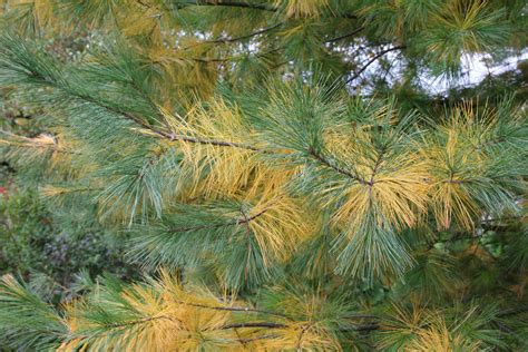 Potted Pine Tree Dropping Needles