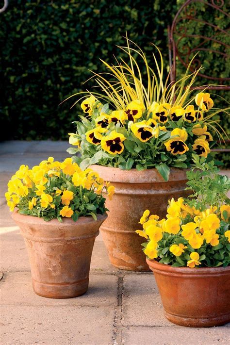 42+ Beauty Full Sun Container Plants to Decorate Yard Container