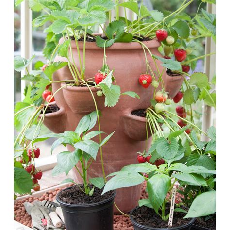 My potted strawberries in May 2015, grown in the polytunnel