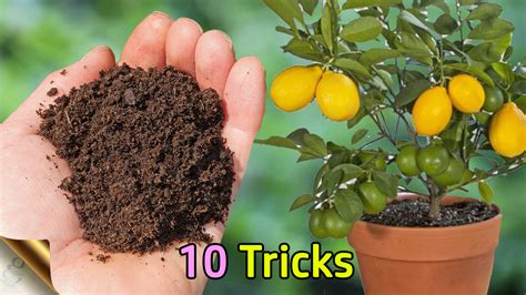 How to Repot Indoor Citrus Trees (Essential Guide) Petal Republic