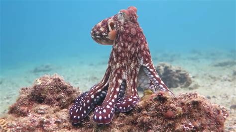 Octopus Color Change 3 Photograph by Kirchgessner Fine Art