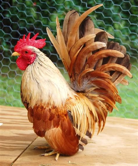 poultry breeds for sale