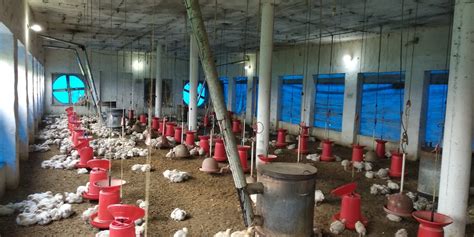 poultry chicken farm for sale near me
