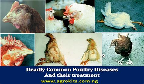 poultry diseases signs and treatment