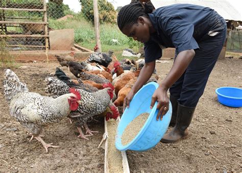 poultry farming in eastern uganda