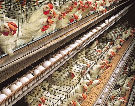 poultry farming methods