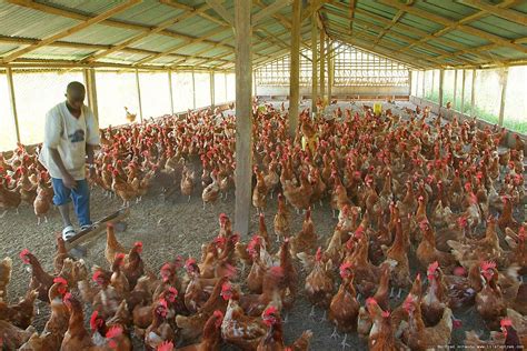poultry farms in nigeria