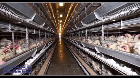 poultry farms in uae