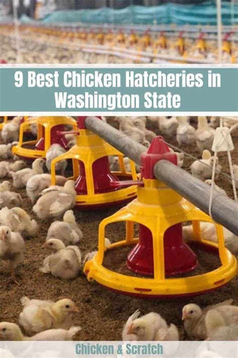 poultry hatcheries in washington state