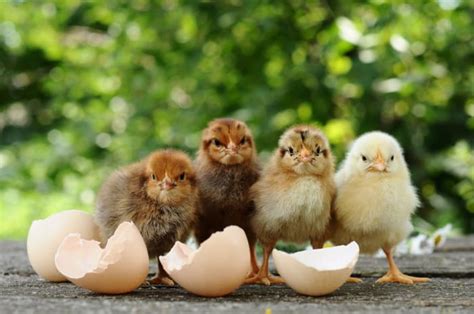 poultry hatchery in pa