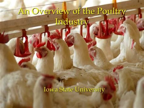 Poultry Industry Overview