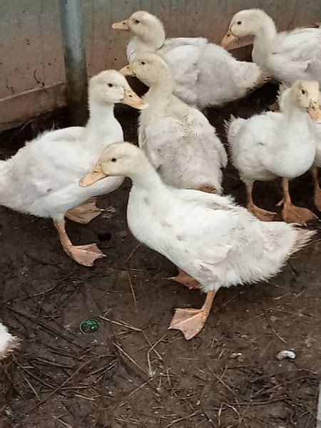 poultry on donedeal ducks