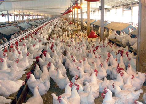 poultry production in nigeria