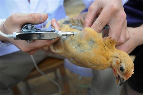 poultry site diseases and vaccination