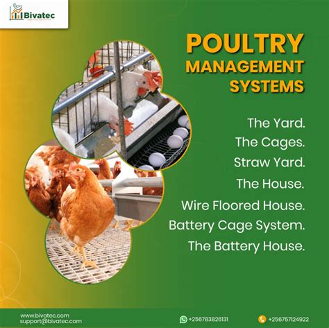 poultry systems and management