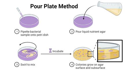 Pour Plate Method Microbiology