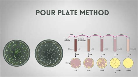 Pour Plate Method Slideshare