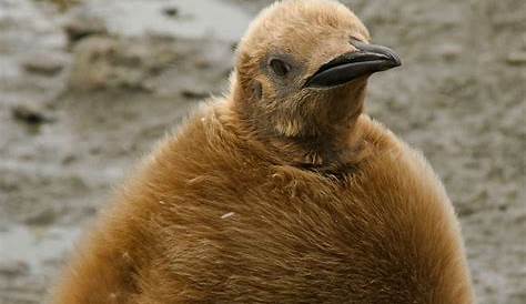 Manchot empereur en Terre Adélie, Antarctique