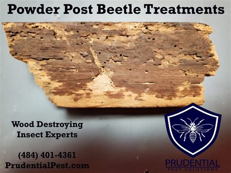 Powder Post Beetle Bait