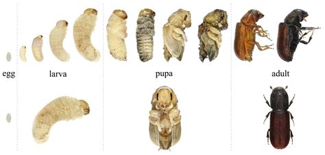 Powder Post Beetle Pupa