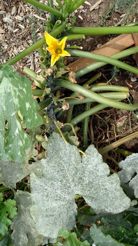 Powdery Mildew Keeps Coming Back