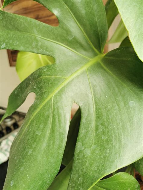 Powdery Mildew Monstera