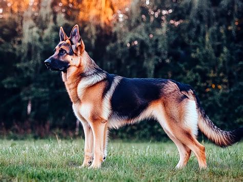 powerful german shepherd