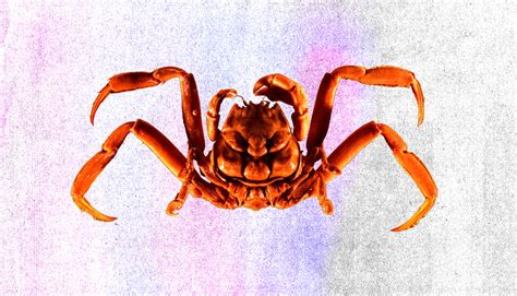 Powers Of A Samurai Crab