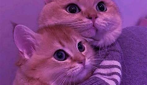 38+ Pp Couple Kucing Aesthetic PNG